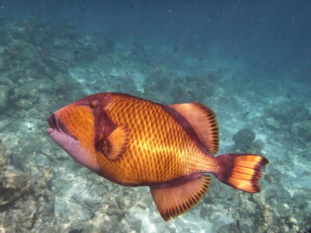 ai876.photobucket.com_albums_ab325_caluPT_Maldives_20snorkelling_P1030750_zpsc718245e.jpg