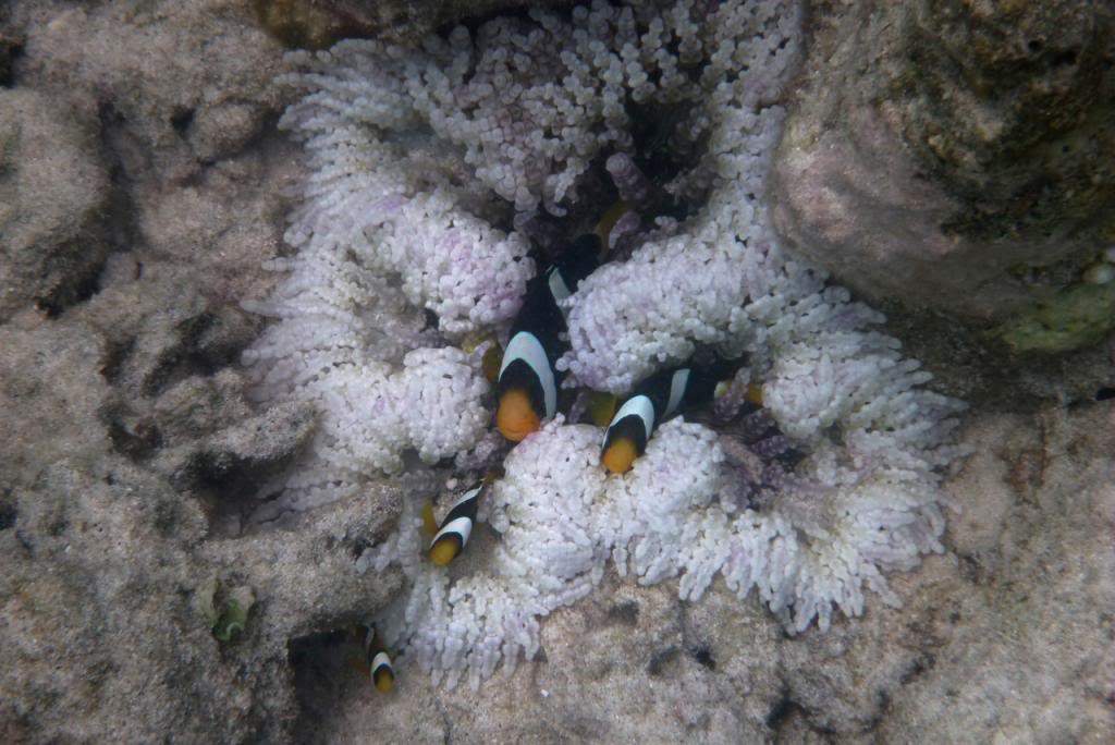 ai876.photobucket.com_albums_ab325_caluPT_Maldives_20snorkelling_P1030858_zps6f892e8f.jpg