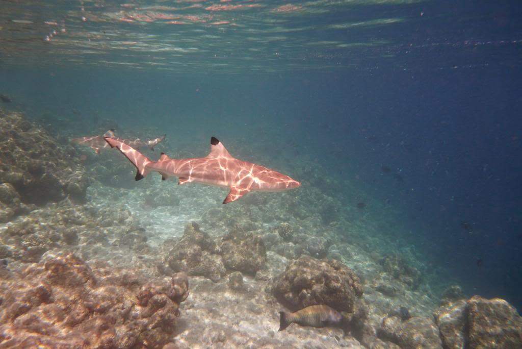 ai876.photobucket.com_albums_ab325_caluPT_Maldives_20snorkelling_P1030909_zps5833605b.jpg