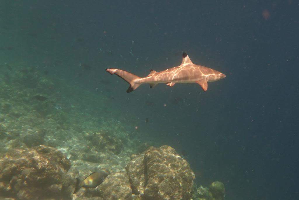 ai876.photobucket.com_albums_ab325_caluPT_Maldives_20snorkelling_P1030910_Version2_zpse47411b9.jpg