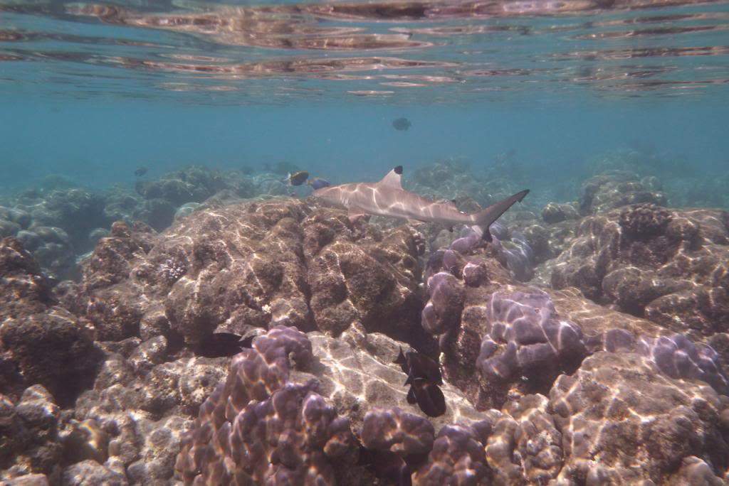 ai876.photobucket.com_albums_ab325_caluPT_Maldives_20snorkelling_P1030915_zps1a14581d.jpg