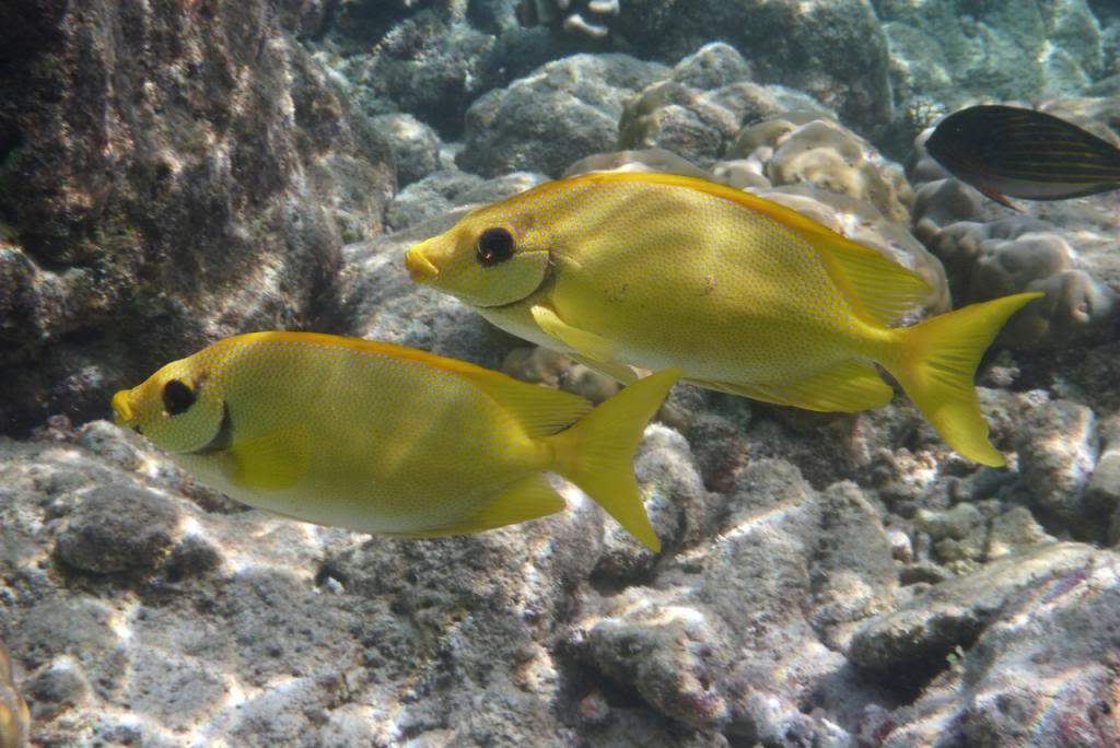 ai876.photobucket.com_albums_ab325_caluPT_Maldives_20snorkelling_P1030929_zps4d0c5ac8.jpg