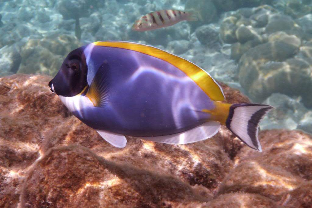 ai876.photobucket.com_albums_ab325_caluPT_Maldives_20snorkelling_P1030933_zps24548bb8.jpg