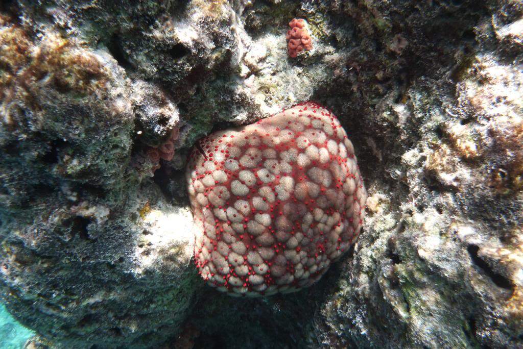 ai876.photobucket.com_albums_ab325_caluPT_Maldives_20snorkelling_P1030945_zps036ff939.jpg