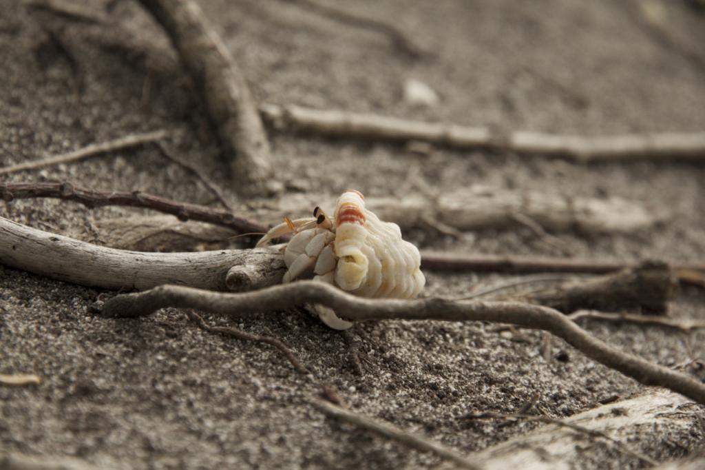 ai876.photobucket.com_albums_ab325_caluPT_Maldives__MG_7876_zps534558ed.jpg