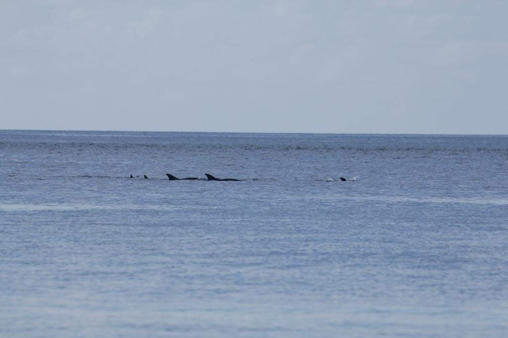ai876.photobucket.com_albums_ab325_caluPT_Maldives__MG_8429_zps0eb15fa8.jpg
