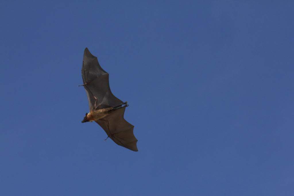 ai876.photobucket.com_albums_ab325_caluPT_Maldives__MG_8505_zps370204d3.jpg