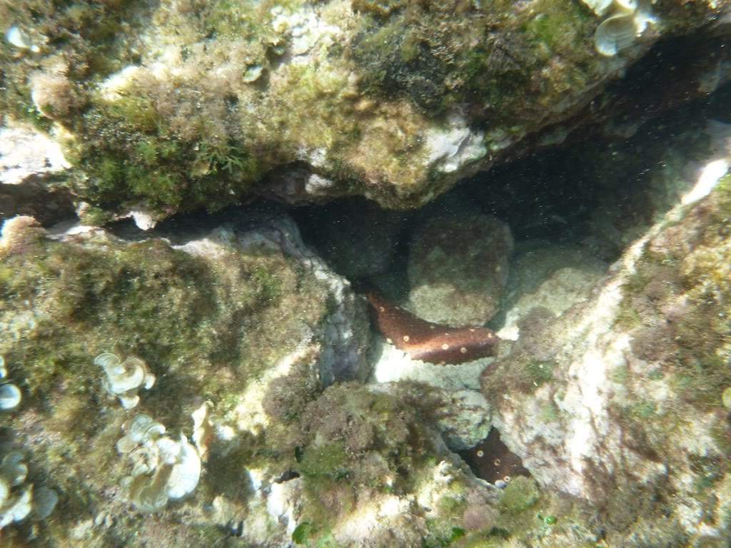 ai876.photobucket.com_albums_ab325_caluPT_Menorca_P1010082.jpg