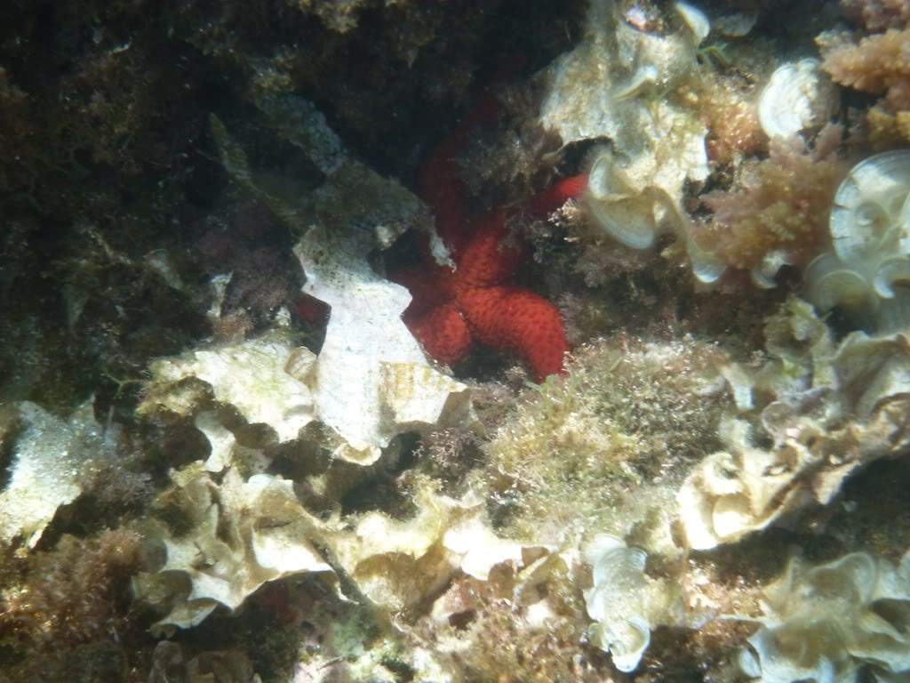 ai876.photobucket.com_albums_ab325_caluPT_Menorca_P1010096.jpg