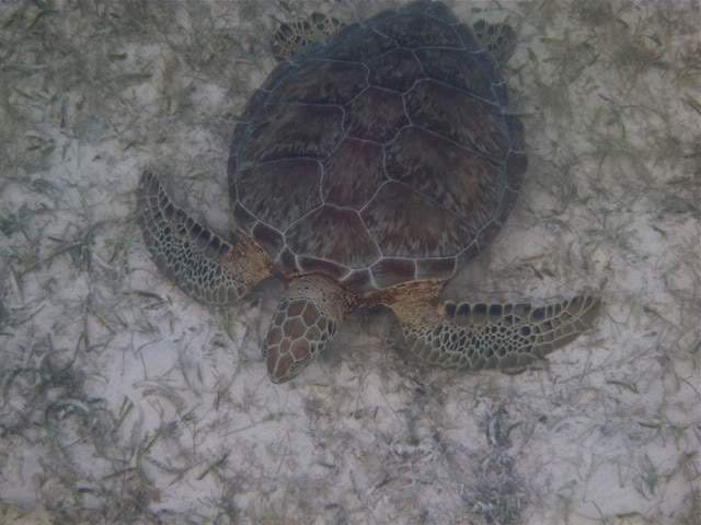 ai876.photobucket.com_albums_ab325_caluPT_Mexico_202011_P1010817.jpg