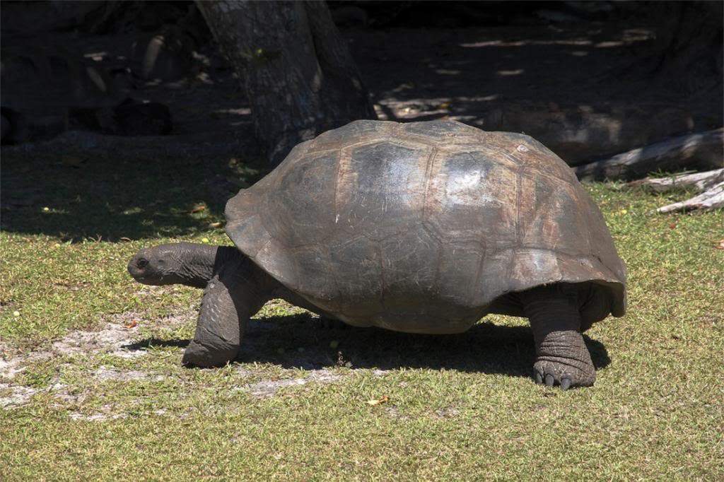 ai876.photobucket.com_albums_ab325_caluPT_Seychelles_16curieusetartarugas_zpsf8ef1cf6.jpg