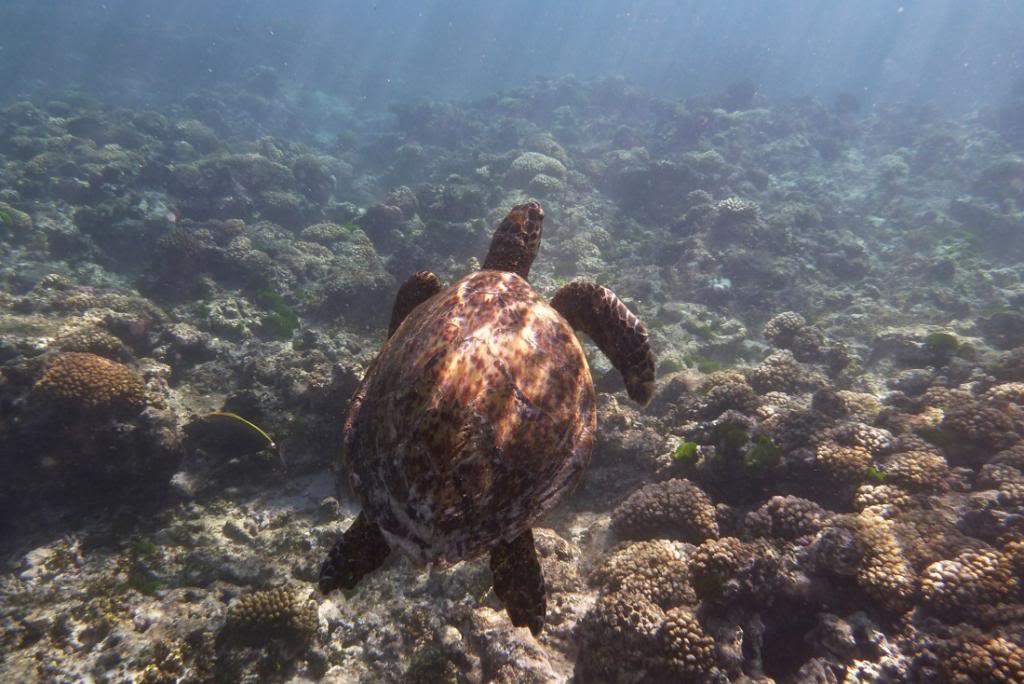 ai876.photobucket.com_albums_ab325_caluPT_Seychelles_20snorkelling_P1040344_zpse7e179ba.jpg