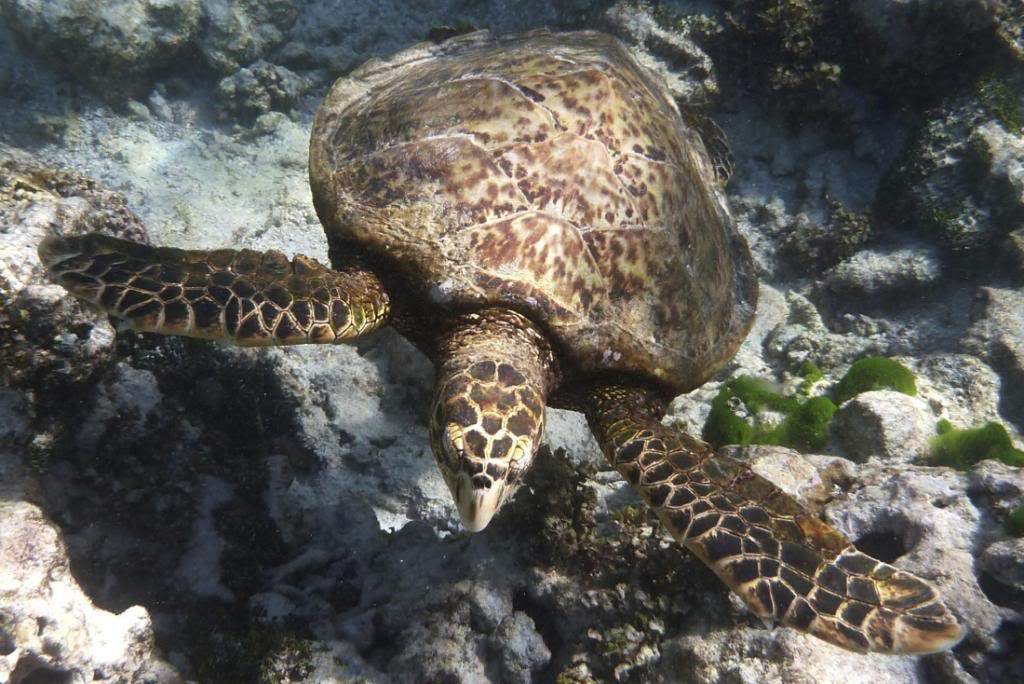 ai876.photobucket.com_albums_ab325_caluPT_Seychelles_20snorkelling_P1040365_zps2327807e.jpg