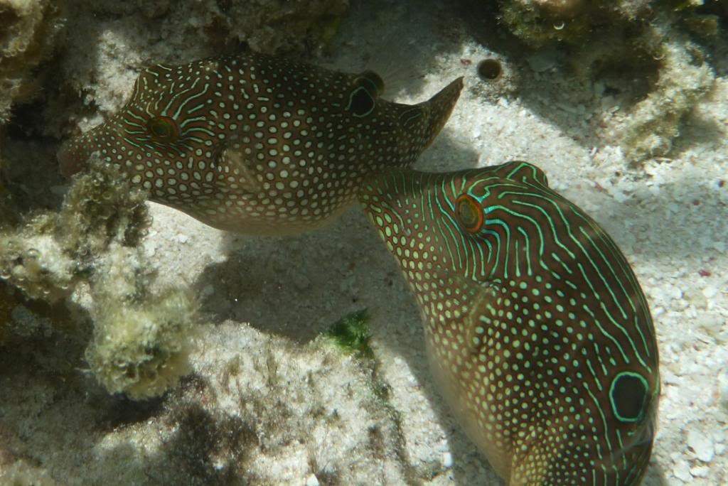 ai876.photobucket.com_albums_ab325_caluPT_Seychelles_20snorkelling_P1040505_zps3be2847a.jpg