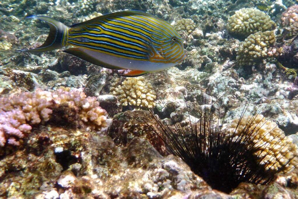 ai876.photobucket.com_albums_ab325_caluPT_Seychelles_20snorkelling_P1040814_zpsf77cfbe0.jpg