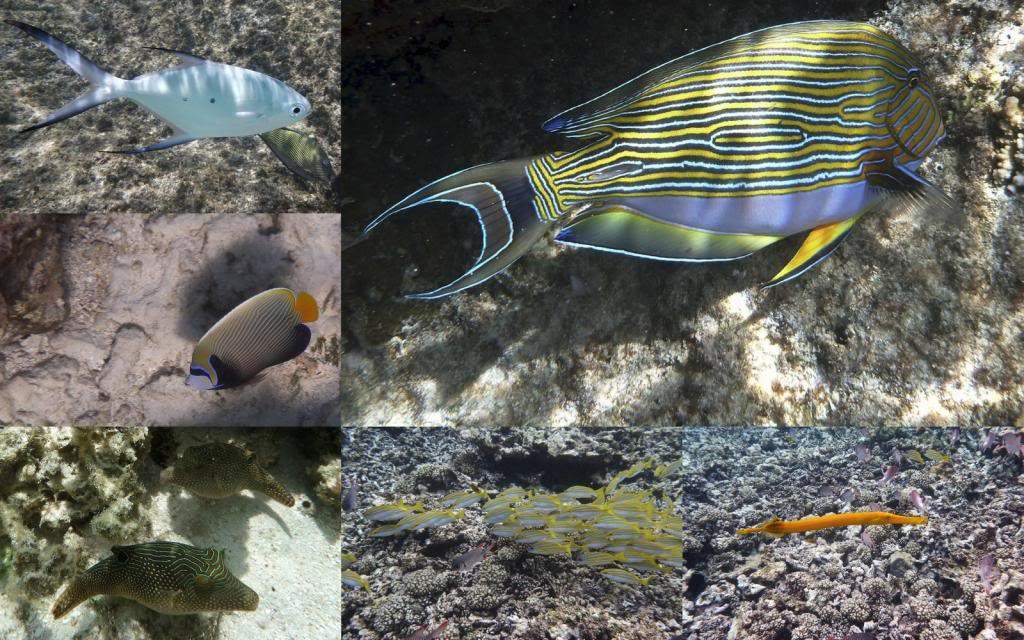 ai876.photobucket.com_albums_ab325_caluPT_Seychelles_20snorkelling_Snorkelling1_zps8f9d60f5.jpg