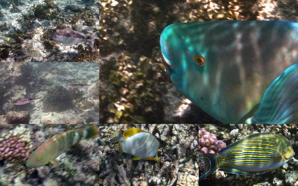 ai876.photobucket.com_albums_ab325_caluPT_Seychelles_20snorkelling_Snorkelling2_zps912a5711.jpg