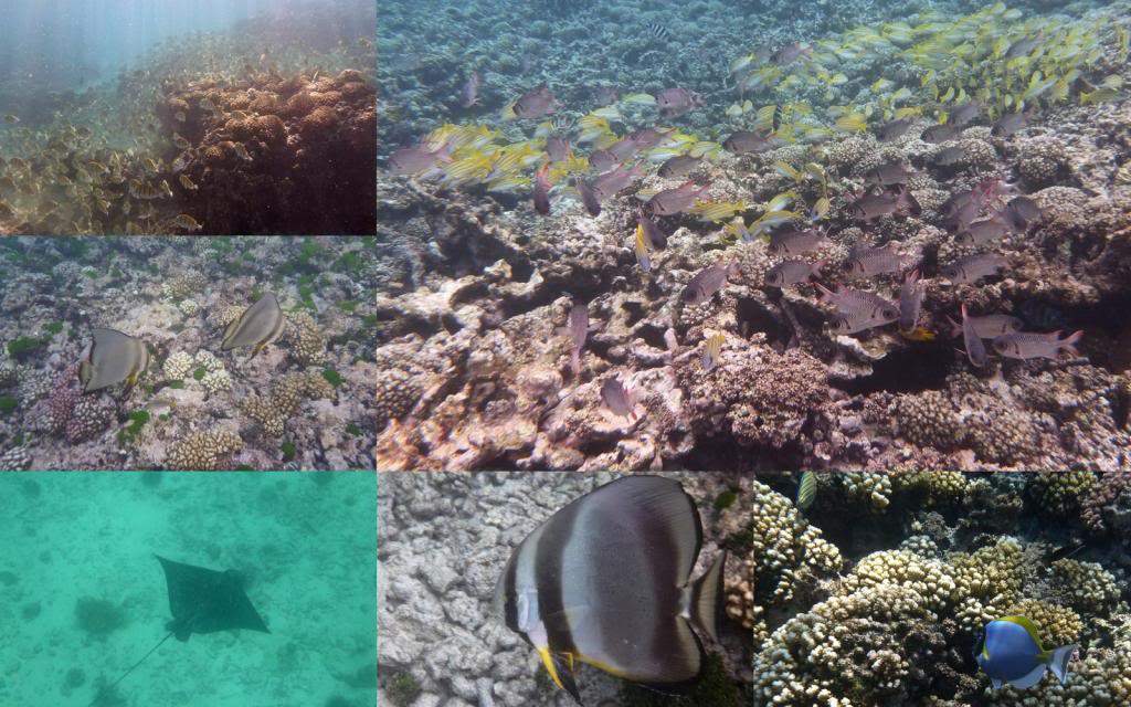 ai876.photobucket.com_albums_ab325_caluPT_Seychelles_20snorkelling_Snorkelling3_zpse637f7dc.jpg