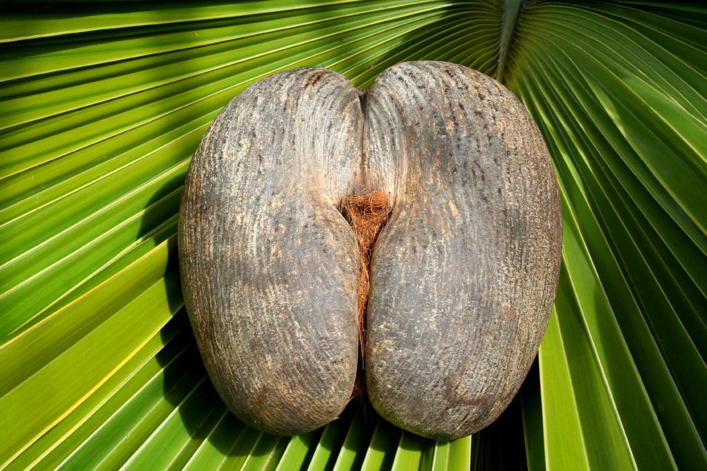 ai876.photobucket.com_albums_ab325_caluPT_Seychelles_cocodumer_zps8460b041.jpg
