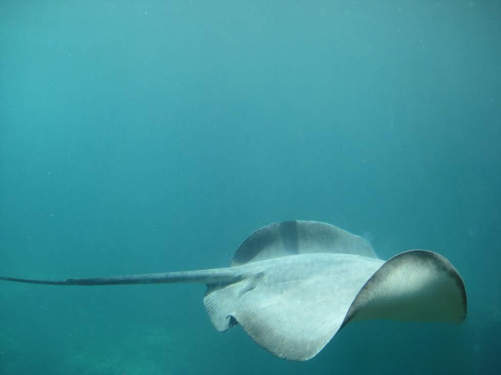 ai883.photobucket.com_albums_ac37_armarques_Mexico_AGO091170.jpg