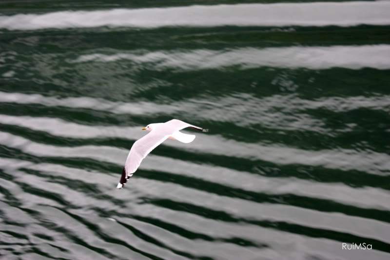 ai894.photobucket.com_albums_ac148_RuiXpto_IMG_5912.jpg