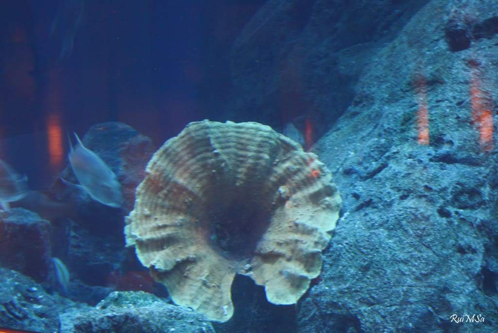 ai894.photobucket.com_albums_ac148_RuiXpto_MileUmaNoitesCostaFavolosa_FavolosaDia12_IMG_1165.jpg