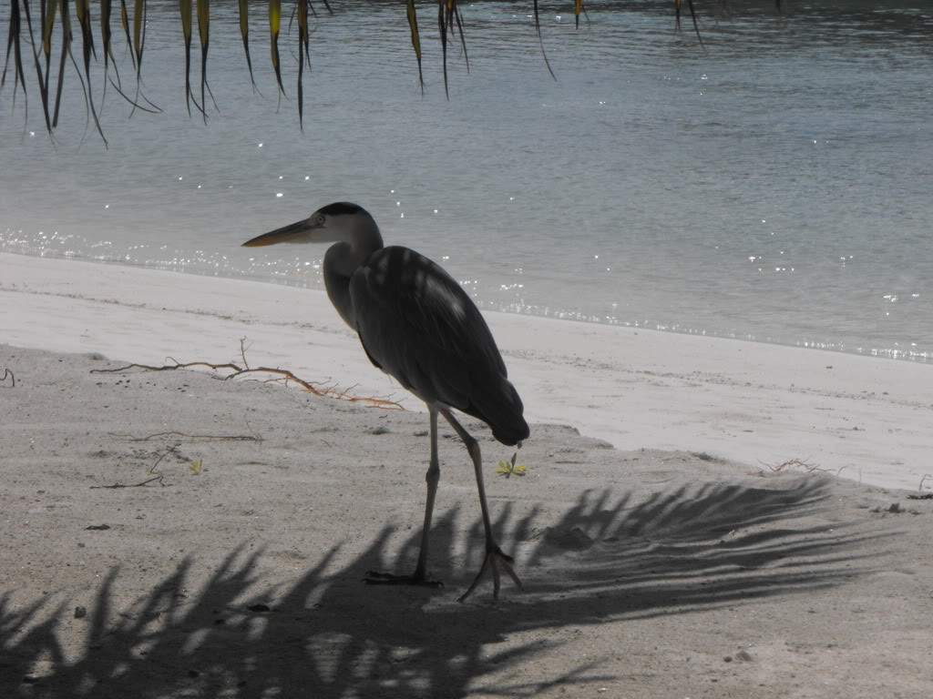 ai898.photobucket.com_albums_ac185_Isa8548_Maldivas_DSCF0426.jpg