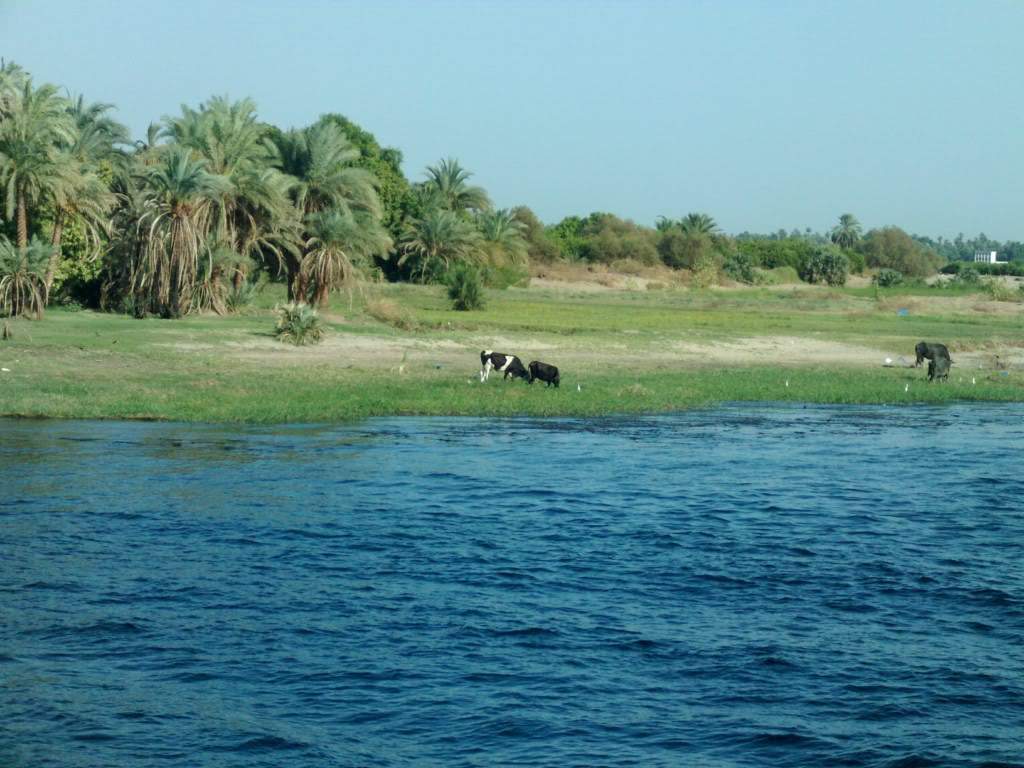 ai909.photobucket.com_albums_ac300_ploferreira_Egipto_202010_Egipto20102661024x768.jpg