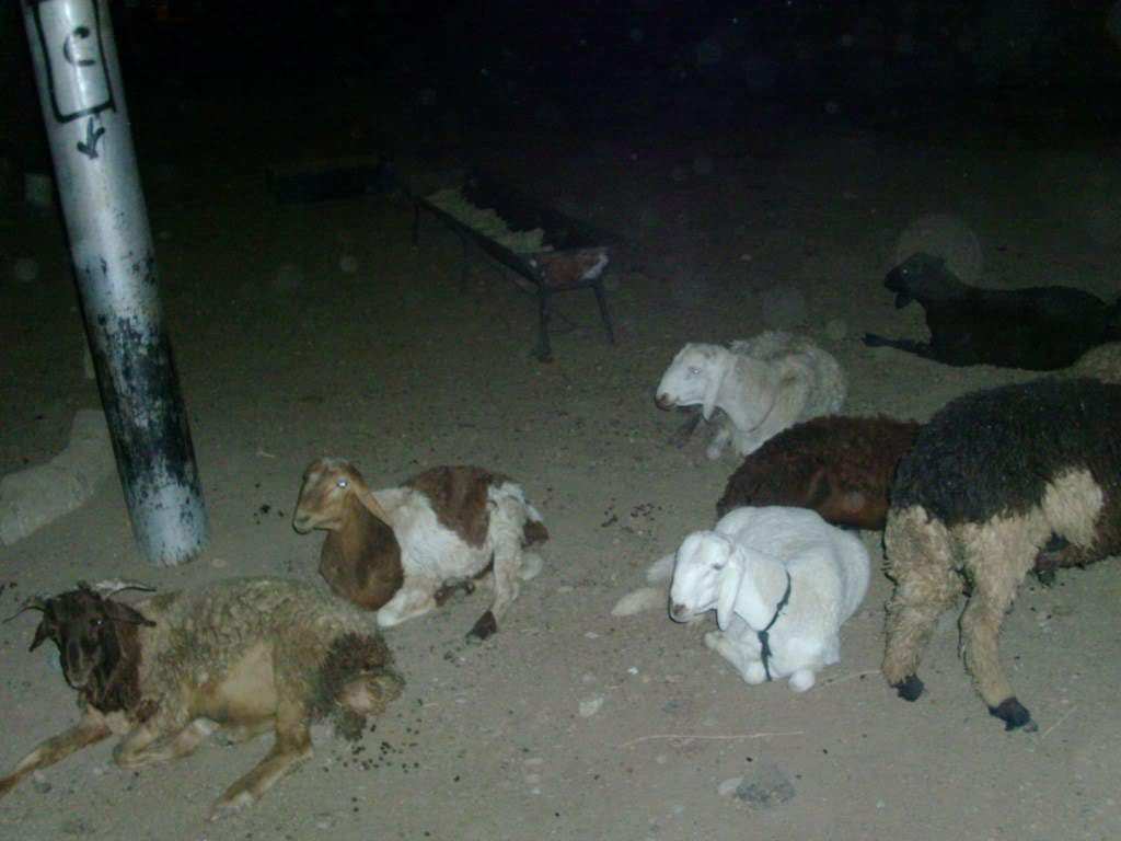 ai909.photobucket.com_albums_ac300_ploferreira_Egipto_202010_Egipto20103821024x768.jpg