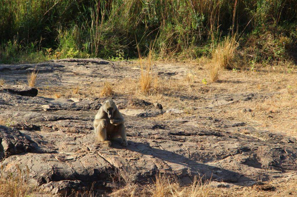 ai909.photobucket.com_albums_ac300_ploferreira_Kruger_202014_Kruger_Junho_2014101.jpg