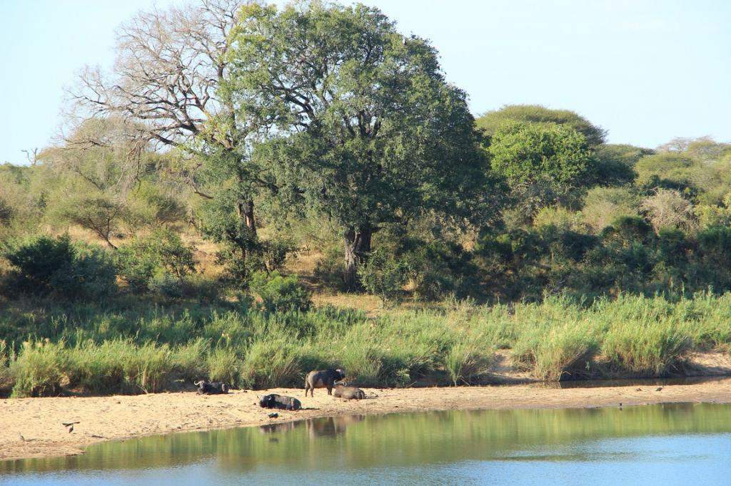 ai909.photobucket.com_albums_ac300_ploferreira_Kruger_202014_Kruger_Junho_2014103.jpg