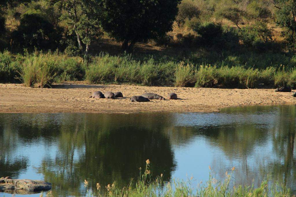 ai909.photobucket.com_albums_ac300_ploferreira_Kruger_202014_Kruger_Junho_2014110.jpg