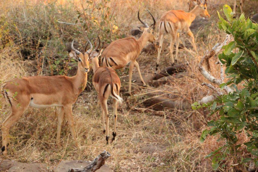 ai909.photobucket.com_albums_ac300_ploferreira_Kruger_202014_Kruger_Junho_2014125.jpg