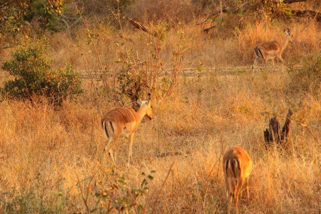 ai909.photobucket.com_albums_ac300_ploferreira_Kruger_202014_Kruger_Junho_2014127.jpg