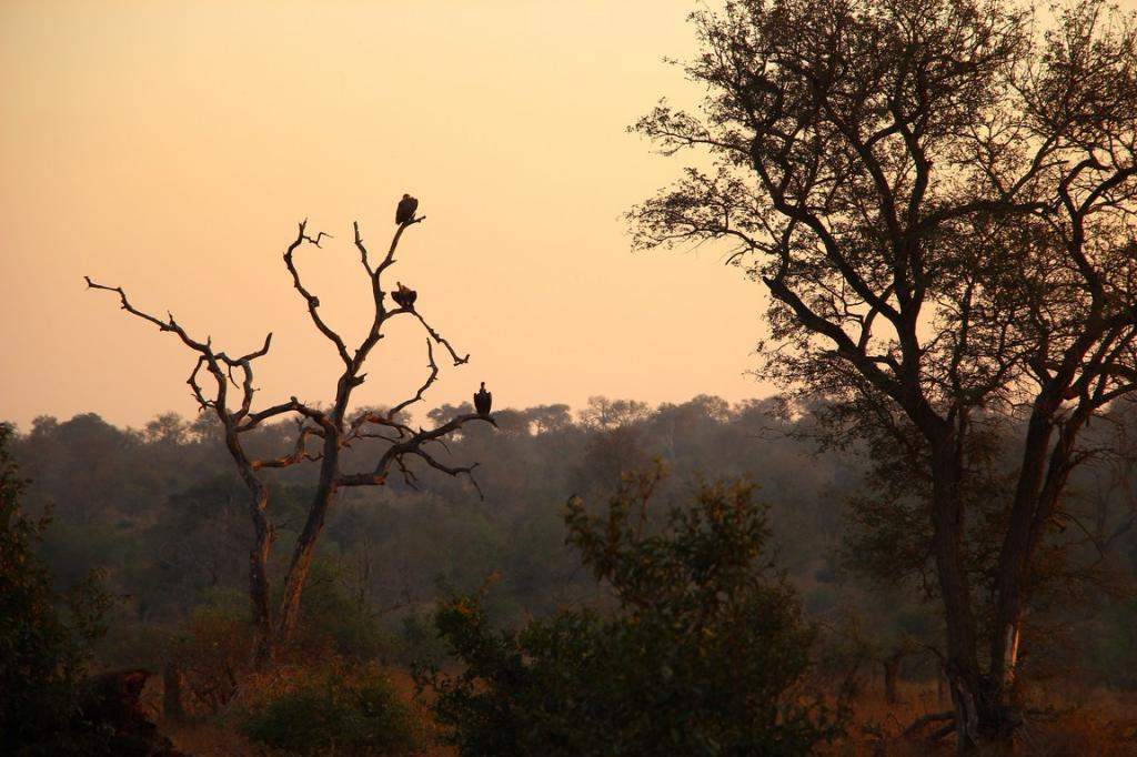 ai909.photobucket.com_albums_ac300_ploferreira_Kruger_202014_Kruger_Junho_2014131.jpg