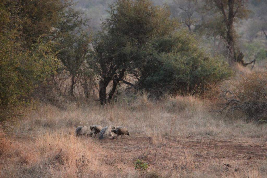 ai909.photobucket.com_albums_ac300_ploferreira_Kruger_202014_Kruger_Junho_2014134.jpg