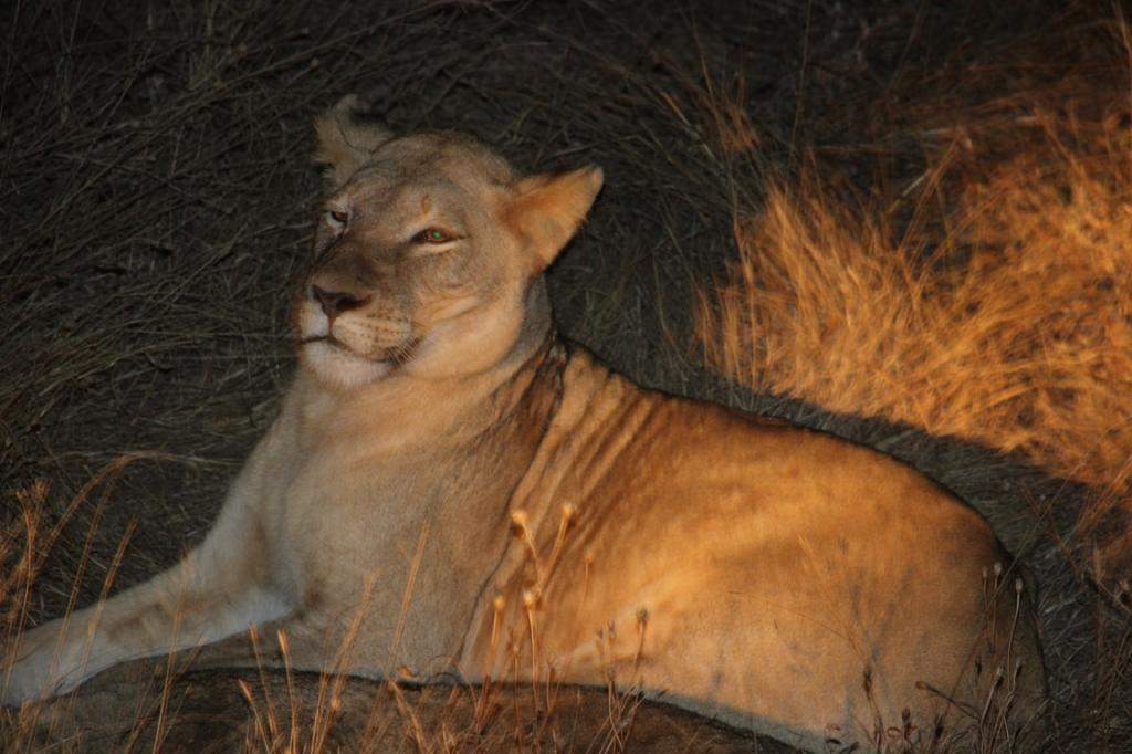 ai909.photobucket.com_albums_ac300_ploferreira_Kruger_202014_Kruger_Junho_2014143.jpg