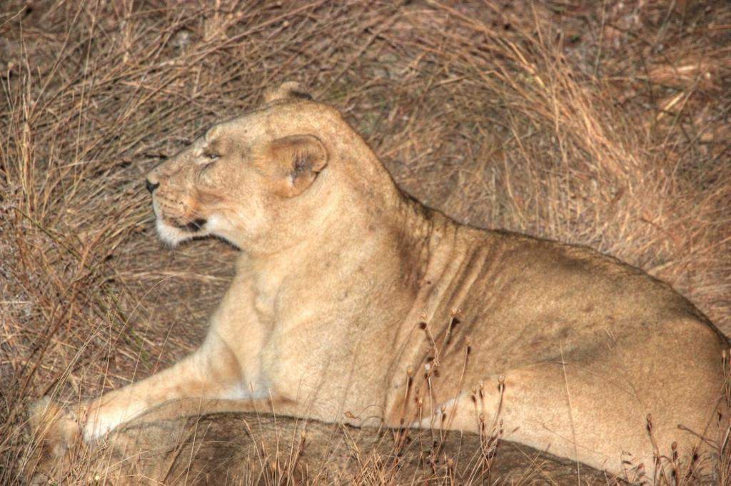 ai909.photobucket.com_albums_ac300_ploferreira_Kruger_202014_Kruger_Junho_2014144.jpg