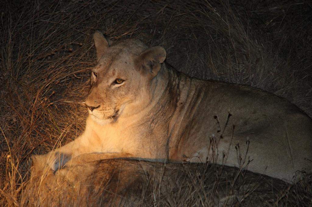 ai909.photobucket.com_albums_ac300_ploferreira_Kruger_202014_Kruger_Junho_2014145.jpg