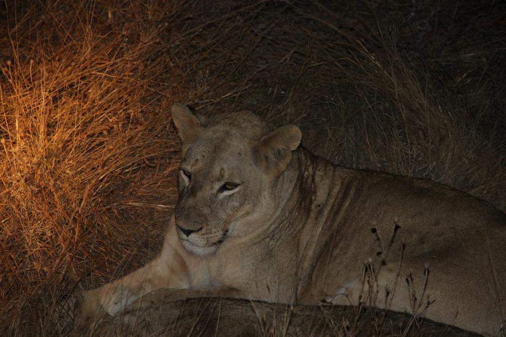 ai909.photobucket.com_albums_ac300_ploferreira_Kruger_202014_Kruger_Junho_2014146.jpg