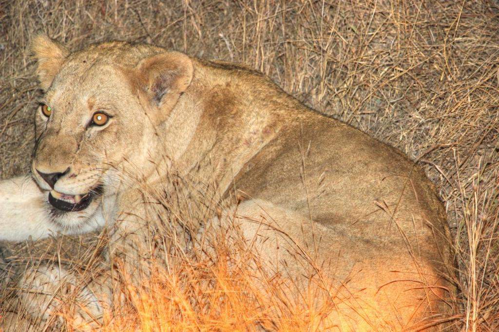 ai909.photobucket.com_albums_ac300_ploferreira_Kruger_202014_Kruger_Junho_2014152.jpg