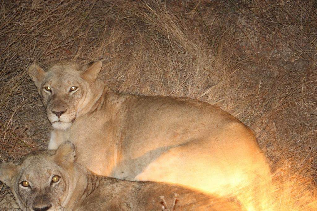 ai909.photobucket.com_albums_ac300_ploferreira_Kruger_202014_Kruger_Junho_2014155.jpg