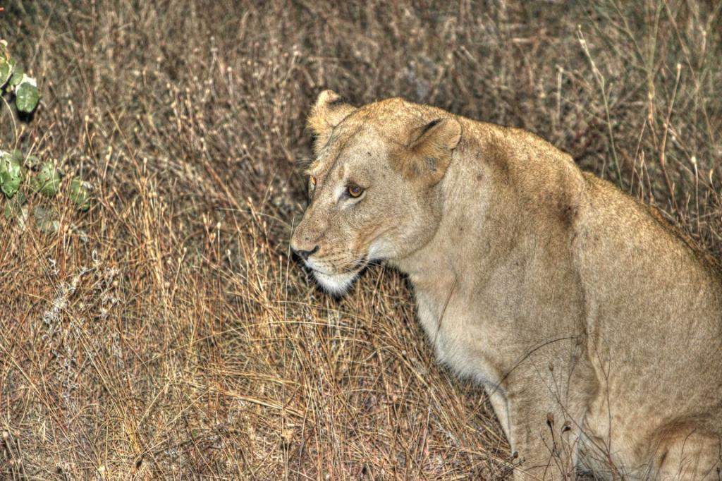 ai909.photobucket.com_albums_ac300_ploferreira_Kruger_202014_Kruger_Junho_2014156.jpg