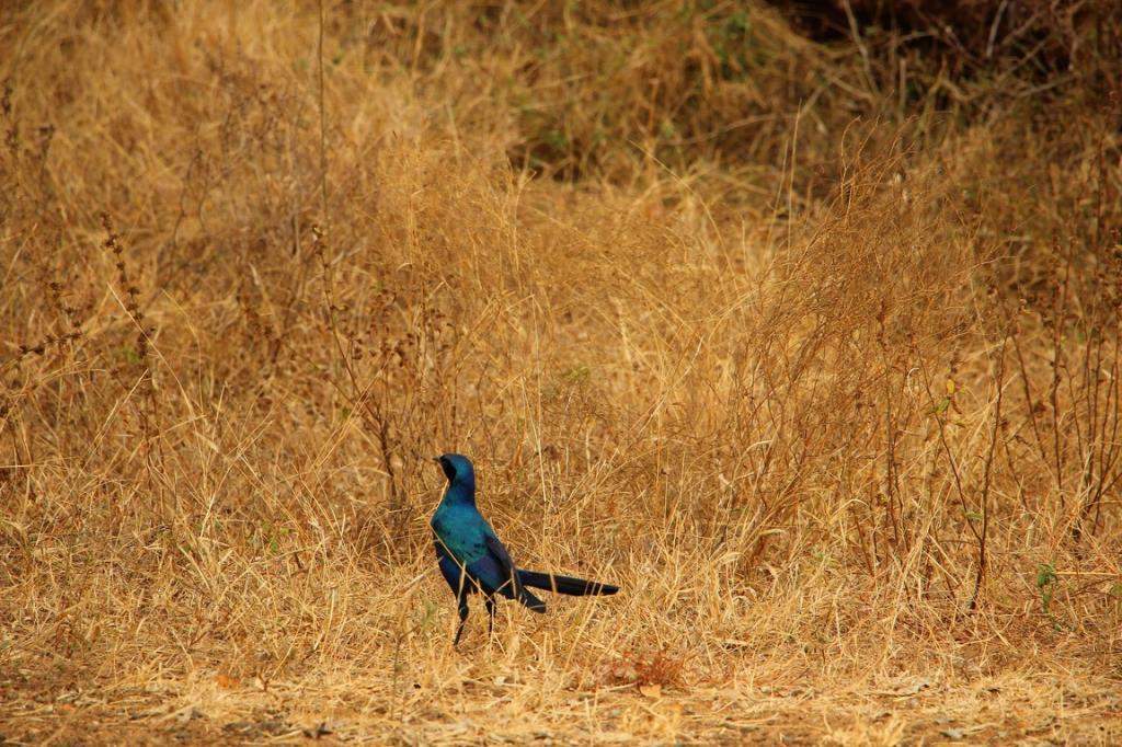ai909.photobucket.com_albums_ac300_ploferreira_Kruger_202014_Kruger_Junho_201416.jpg