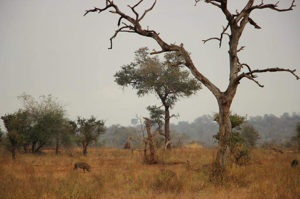 ai909.photobucket.com_albums_ac300_ploferreira_Kruger_202014_Kruger_Junho_201418.jpg