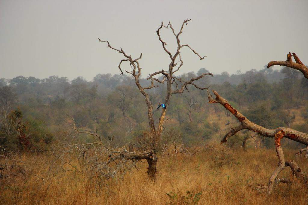 ai909.photobucket.com_albums_ac300_ploferreira_Kruger_202014_Kruger_Junho_201421.jpg