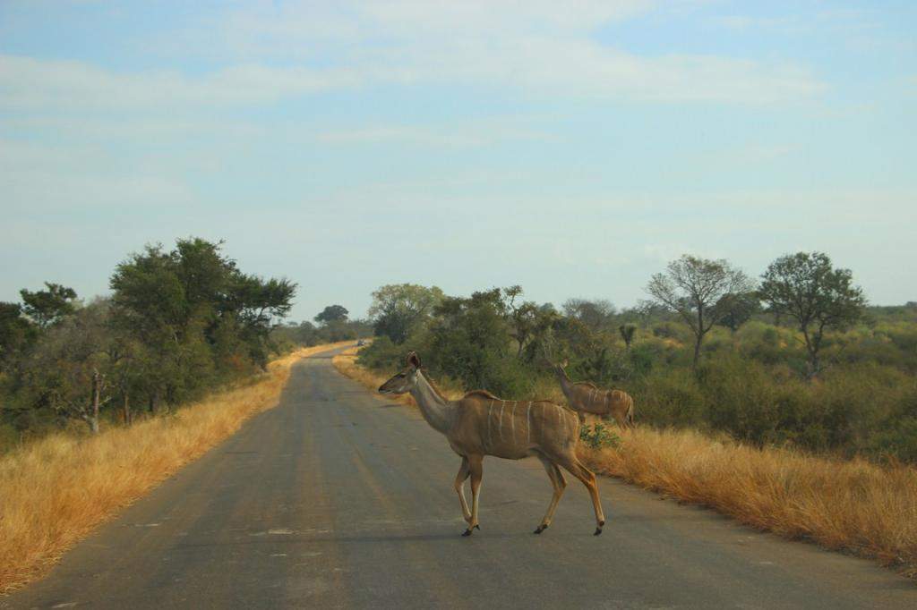 ai909.photobucket.com_albums_ac300_ploferreira_Kruger_202014_Kruger_Junho_201424.jpg