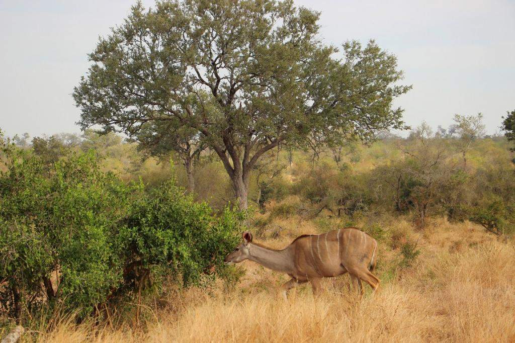 ai909.photobucket.com_albums_ac300_ploferreira_Kruger_202014_Kruger_Junho_201425.jpg