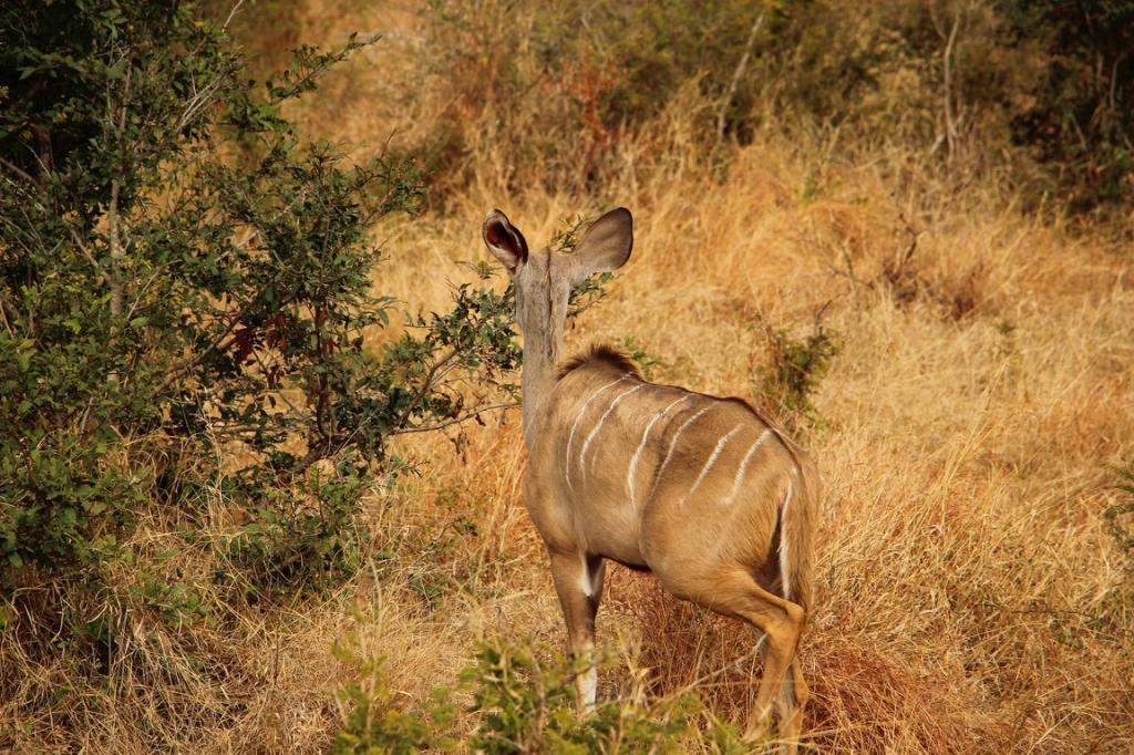 ai909.photobucket.com_albums_ac300_ploferreira_Kruger_202014_Kruger_Junho_201429.jpg