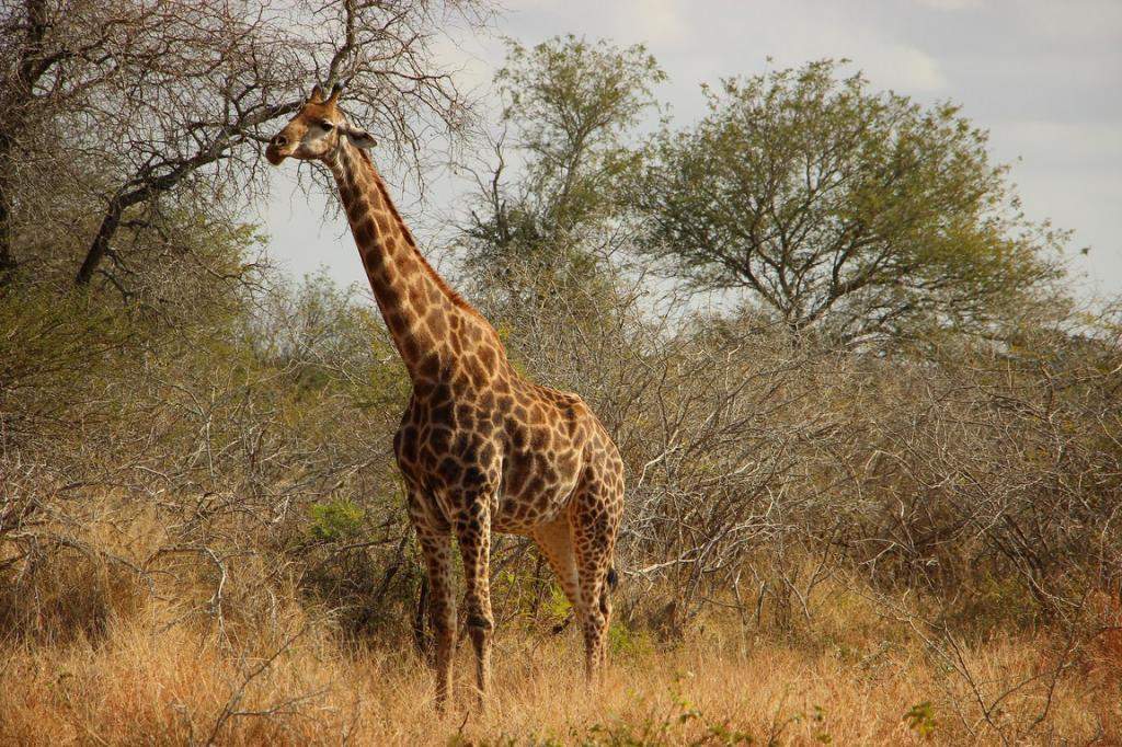 ai909.photobucket.com_albums_ac300_ploferreira_Kruger_202014_Kruger_Junho_201438.jpg